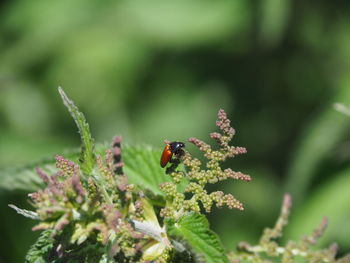 Ladybug on flower