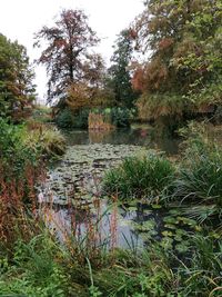 Scenic view of lake in forest