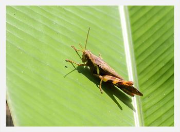 Close-up of insect on leaf