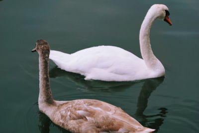 Swan swimming in lake