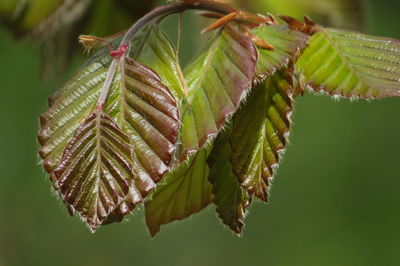 Close-up of fern leaves