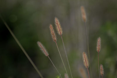 Close-up of stalks on field against blurred background