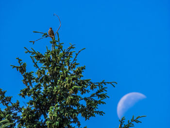 Low angle view of tree against blue sky