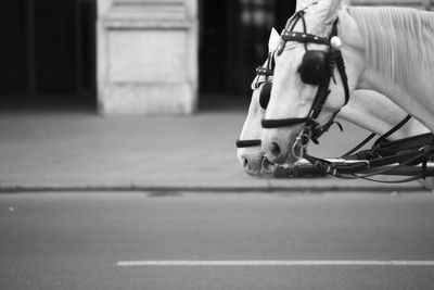 Low section of person riding horse