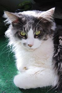 Portrait of cat on field