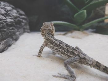 Close-up of lizard on rock