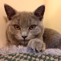 Close-up portrait of cat sitting on rug