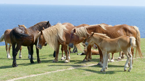 Horses grazing in a field