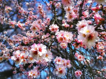 Close-up of pink cherry blossom