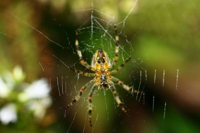 Close-up of spider web