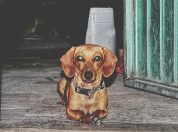 Portrait of dog sitting outdoors