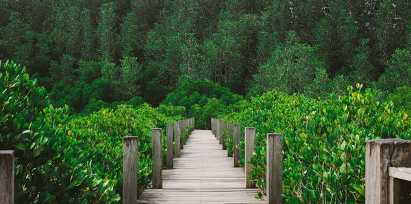 View of footpath amidst trees in forest