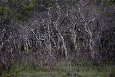 View of a forest