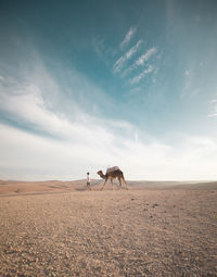 Man with camel walking on desert