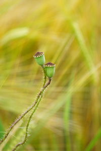 Close-up of plant