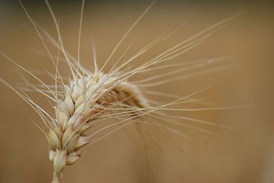 Close-up of plant against blurred background