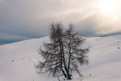 Bare tree on snow covered land against sky