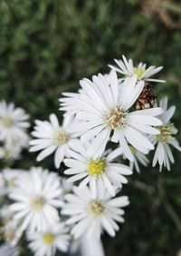 Close-up of white daisy flowers