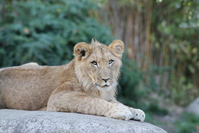 Portrait of young lion resting