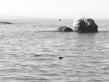 Ducks swimming in sea against sky