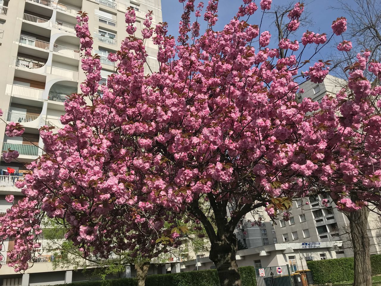 flower, flowering plant, plant, pink color, building exterior, growth, architecture, built structure, freshness, tree, nature, city, fragility, blossom, day, building, beauty in nature, vulnerability, springtime, outdoors, no people, cherry blossom, cherry tree