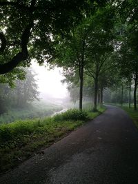 Empty road along trees