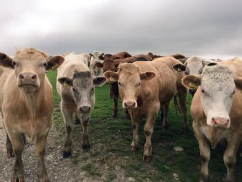 Cows standing on grassy field against cloudy sky