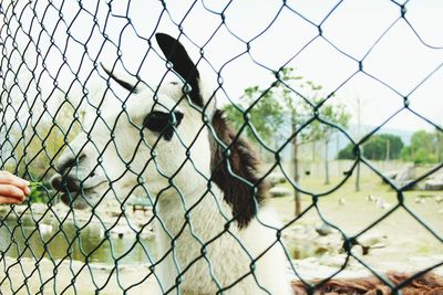 Horse seen through chainlink fence