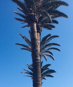 Low angle view of palm tree against clear blue sky