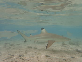 Fish swimming in sea