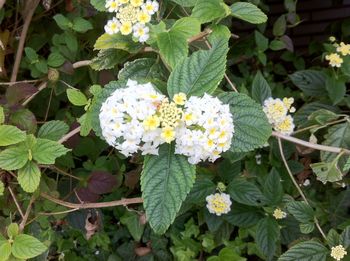 Close-up of fresh white flowers blooming on plant