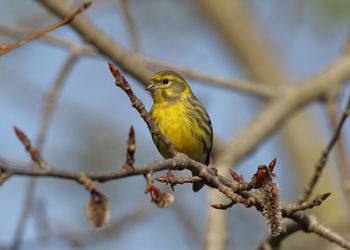 Close-up of bird perching on branch