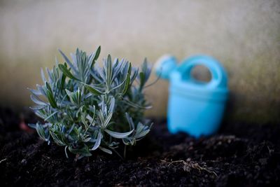 plant