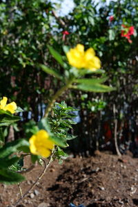 Close-up of yellow flowering plant on field