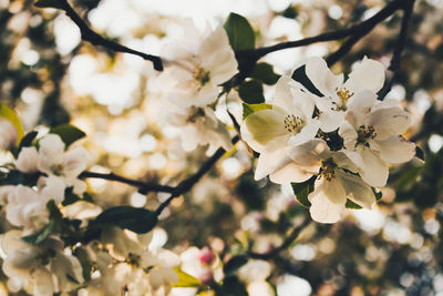 Low angle view of flowers growing on tree