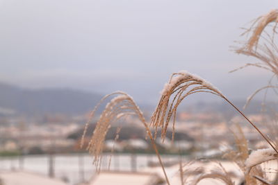 Close-up of crops on field against sky