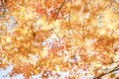 Low angle view of autumnal tree