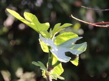 Close-up of green leaves