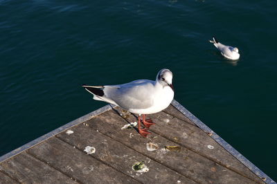 High angle view of bird perching on lake