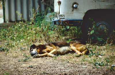 A street dog sleeping