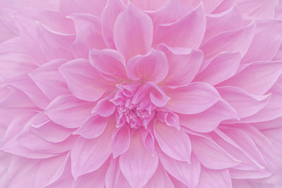 Close-up of pink dahlia