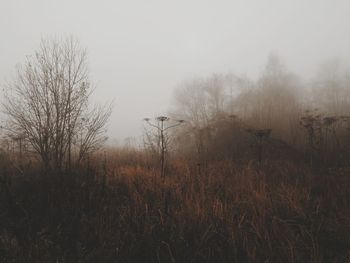 Plants on field against sky