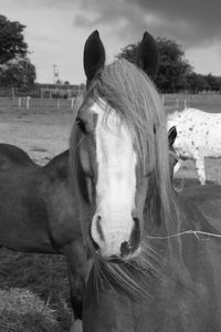 Close-up of horse in field