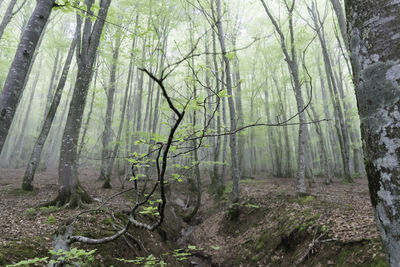 View of trees in forest