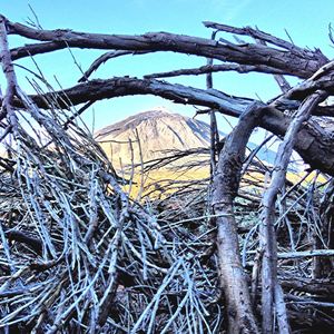 Low angle view of bare trees