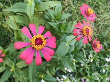 Close-up of pink flower