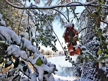 Low angle view of snow covered tree against sky