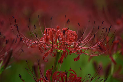 Close-up of red flower