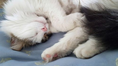 Close-up of cat relaxing on bed