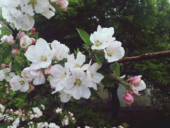 Close-up of white cherry blossoms